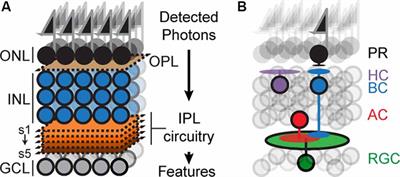 New Optical Tools to Study Neural Circuit Assembly in the Retina